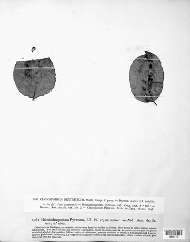 Venturia inaequalis image